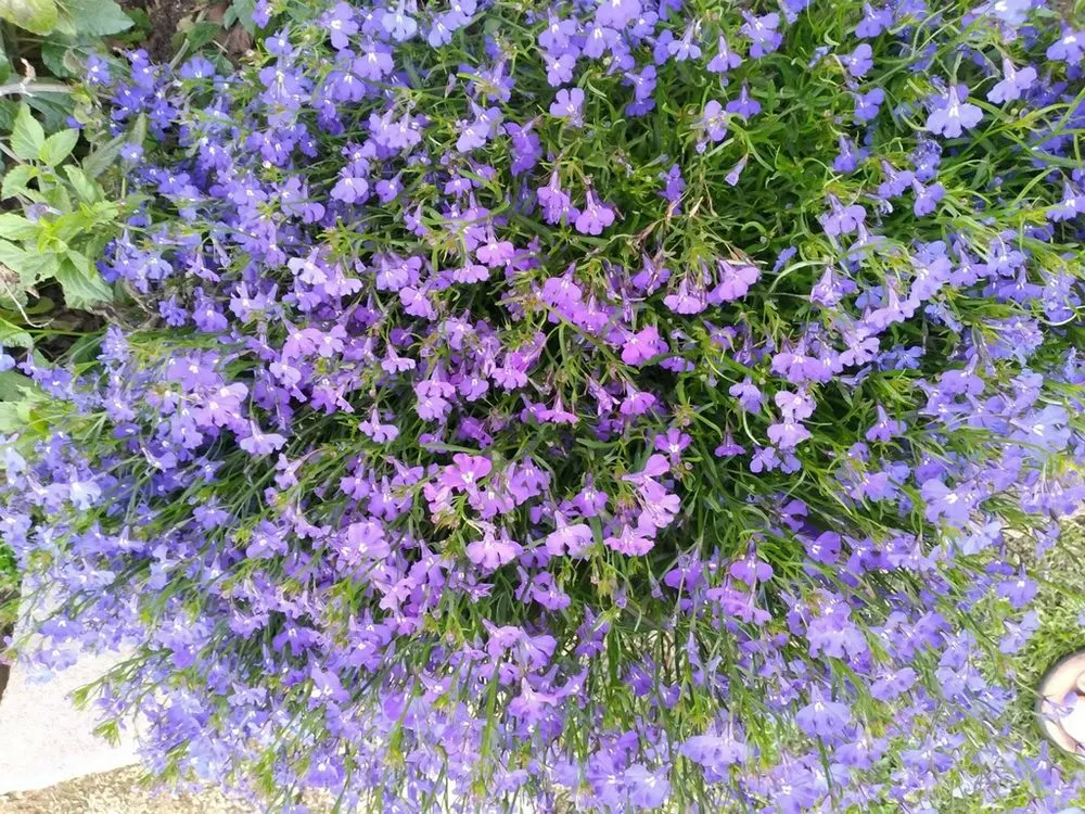 Custom lawn mowing service for year-round maintenance across Bellflower, CA - Mederos Landscaping