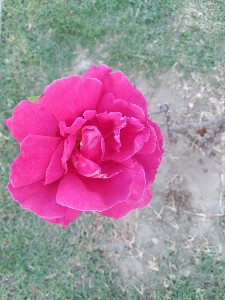 Trusted garden landscaping in Bellflower, CA - Mederos Landscaping