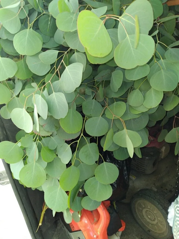 Local landscape design experts serving Bellflower, CA - Mederos Landscaping