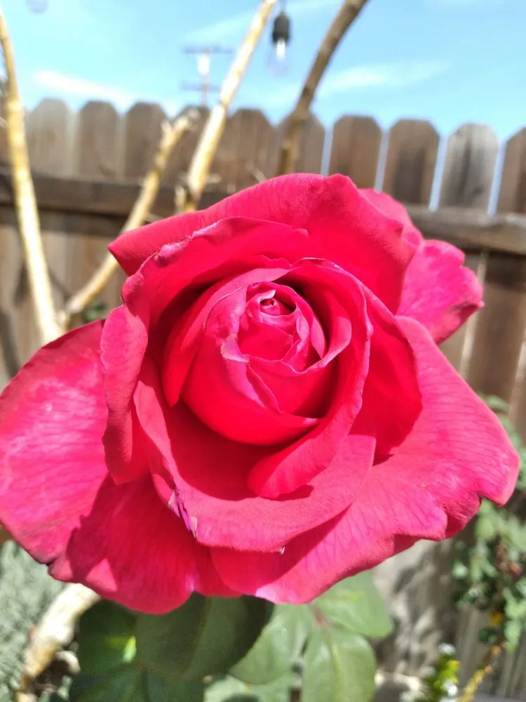 Top-rated garden landscaping in Bellflower, CA - Mederos Landscaping