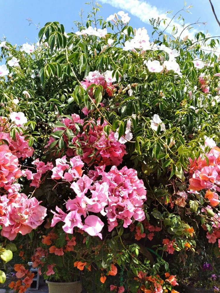 Trusted garden landscaping for beautiful yards across Bellflower, CA - Mederos Landscaping