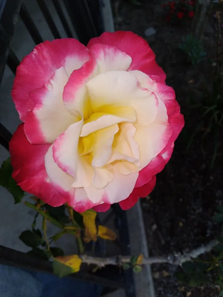 Trusted landscape installation for residential properties in Bellflower, CA by Mederos Landscaping