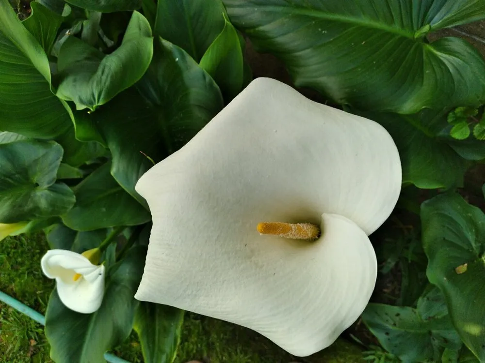 Expert residential landscaping for homes across Bellflower, CA - Mederos Landscaping