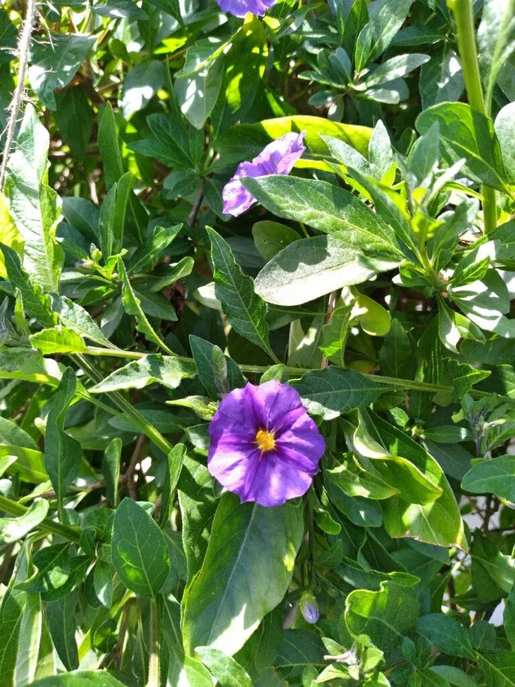 Affordable outdoor landscaping for homes in Bellflower, CA by Mederos Landscaping