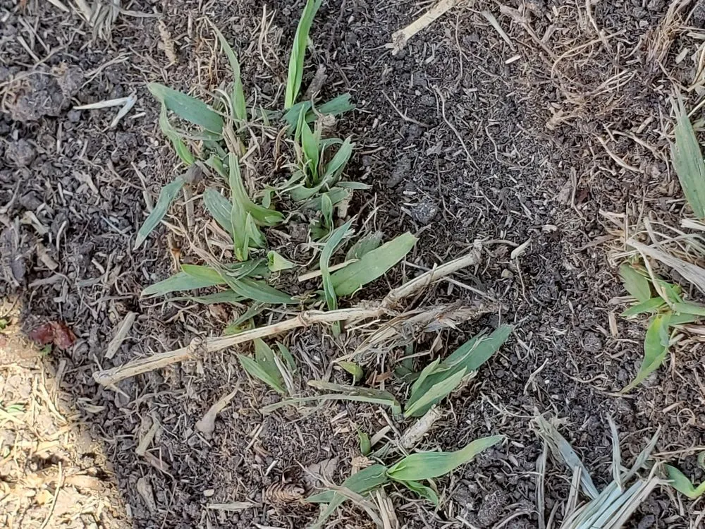 Affordable lawn care service in Carmichael, CA - Medford & Daughterz Extreme Lawn Care