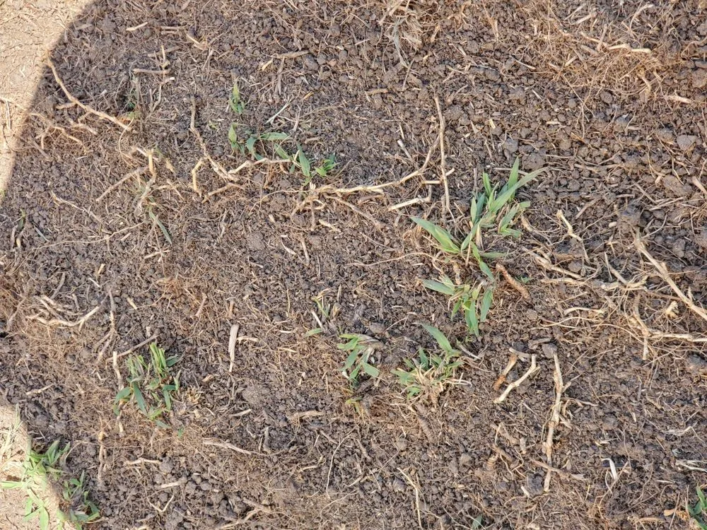 Affordable outdoor landscaping for beautiful yards across Carmichael, CA - Medford & Daughterz Extreme Lawn Care