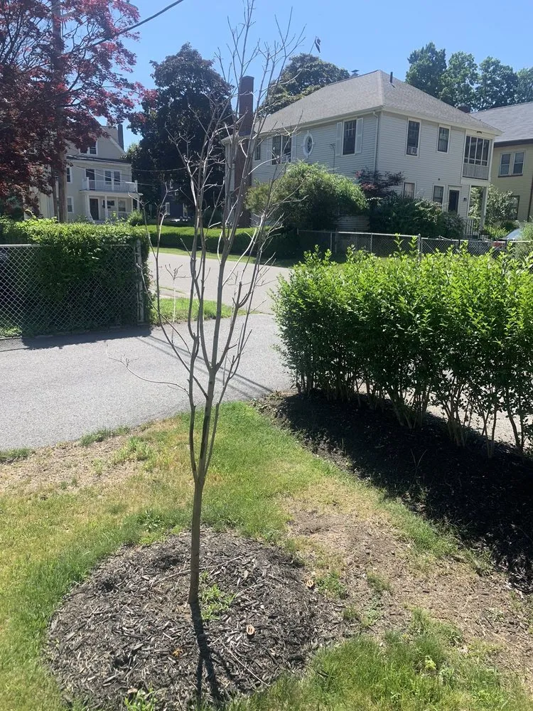 Top-rated yard maintenance with custom design in Medford, MA by Medford Landscape