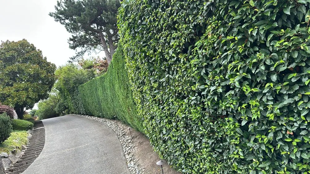 Local landscape design in Auburn, WA - Medina Landscaping