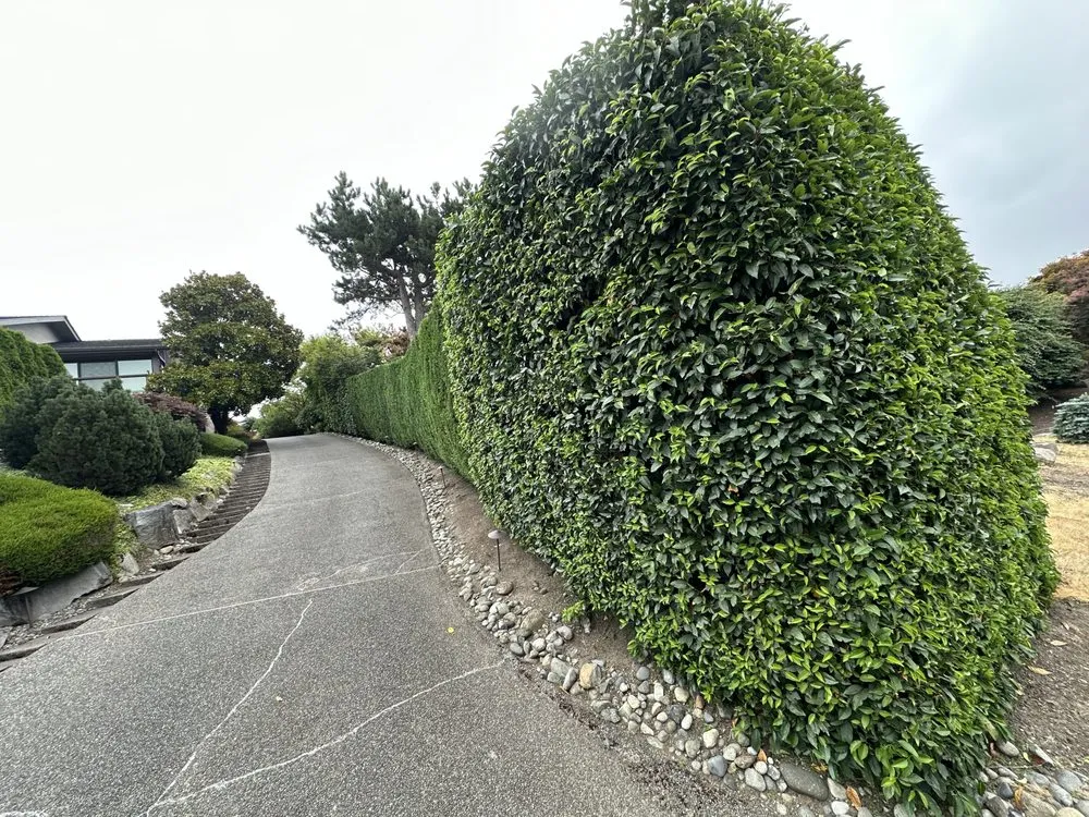 Custom lawn care service in Auburn, WA - Medina Landscaping