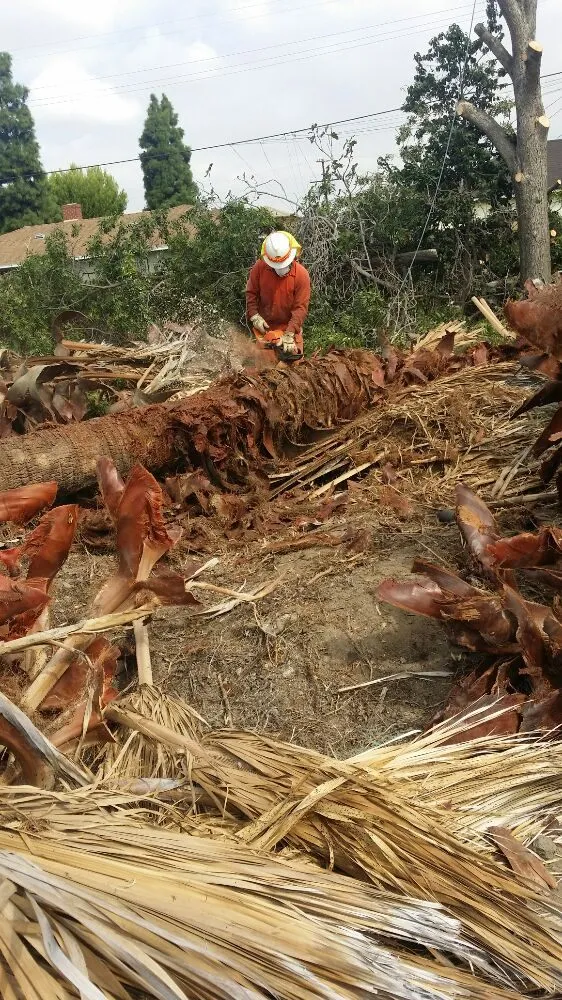 Top-rated landscape installation in Long Beach, CA - Medina Landscaping