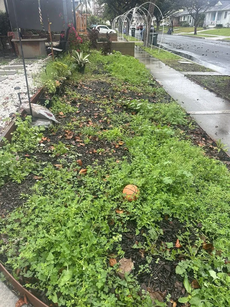 Local yard maintenance with custom design in Long Beach, CA by Medina Landscaping