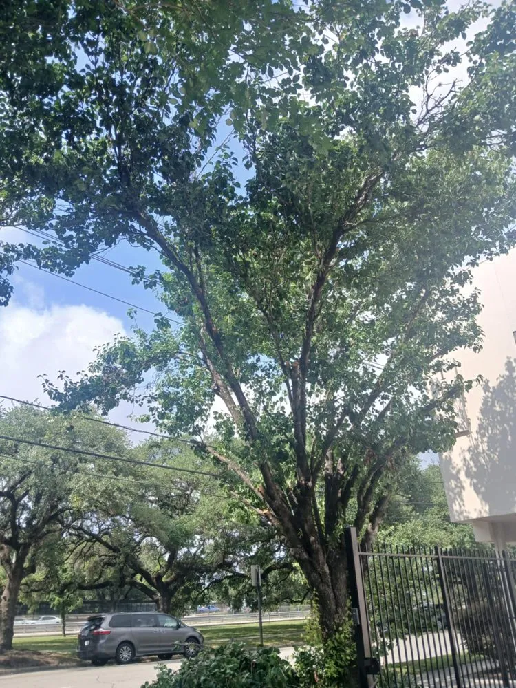 Expert lawn mowing service near you across Houston, TX - Medina Lawn & Landscape services