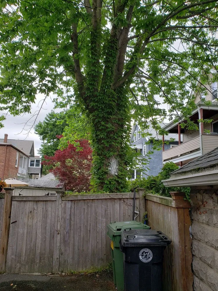 Local garden landscaping in Waltham, MA by Medina Tree Services