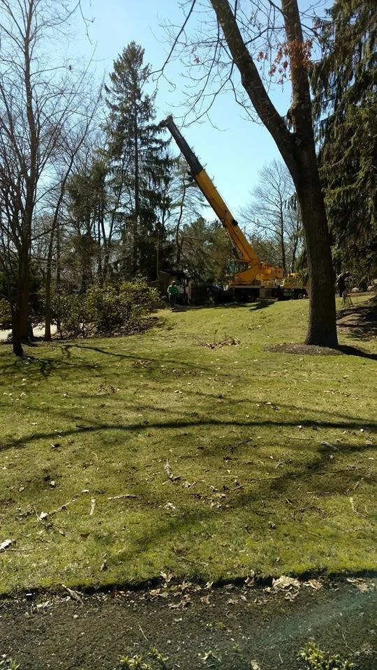 Custom yard cleanup service experts serving Waltham, MA - Medina Tree Services
