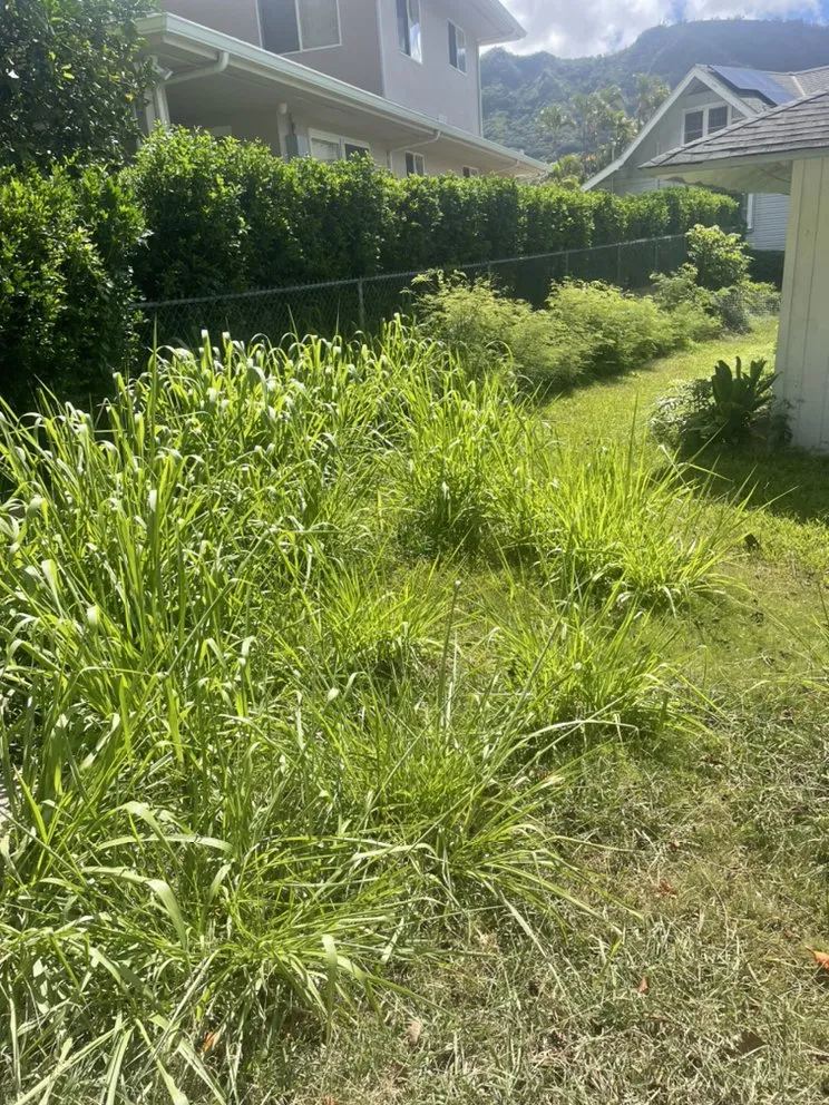 Local landscape design for residential properties across Urban Honolulu, HI - Medina Yard And Home Cleaning Services