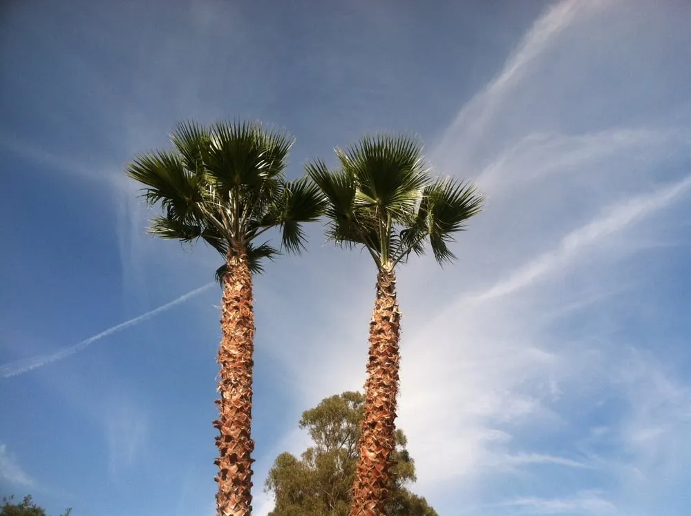 Affordable lawn mowing service in Santa Barbara, CA by Medina Yard Care & Hauling