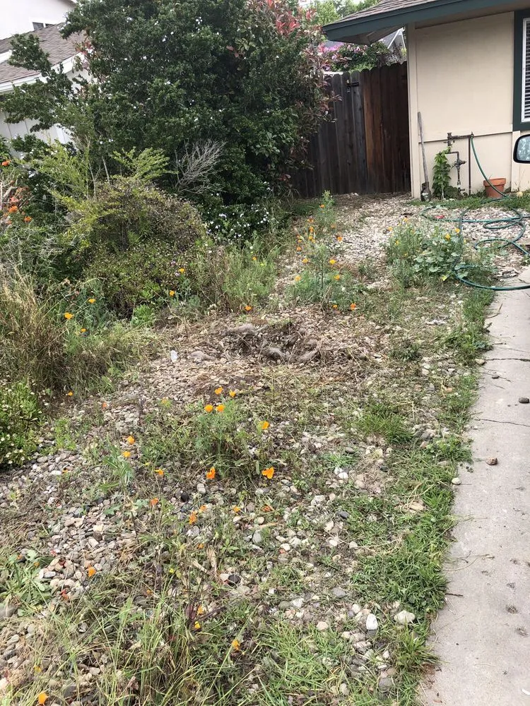 Custom yard cleanup service in Santa Barbara, CA by Medina Yard Care & Hauling