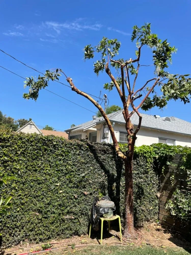 Local garden landscaping in Temple City, CA - Medina's Gardening