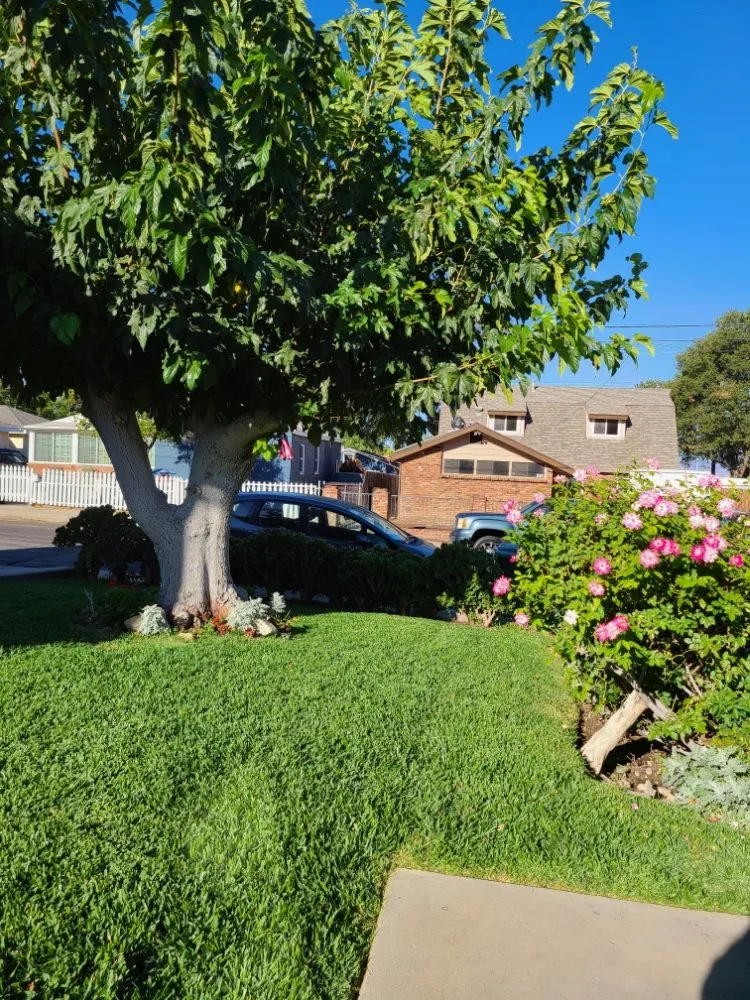 Professional landscape installation in Temple City, CA by Medina's Gardening