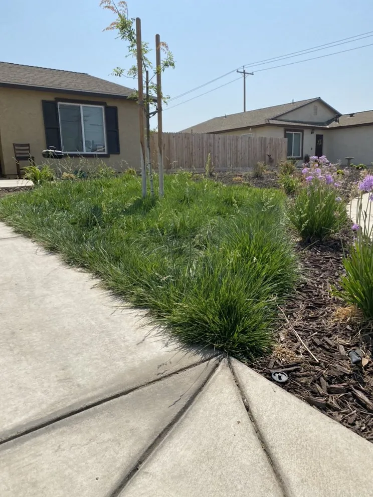 Trusted yard cleanup service for homes across Merced, CA - Medina’s Landscape