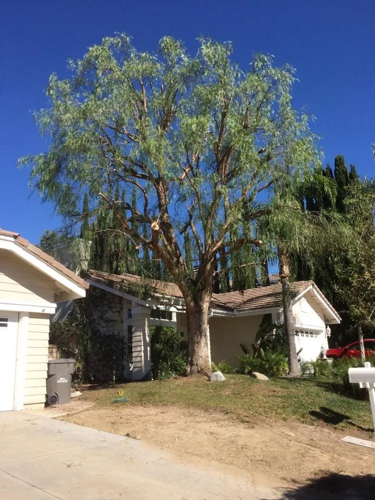 Reliable lawn care service in Newhall, CA - Medina's Landscaping