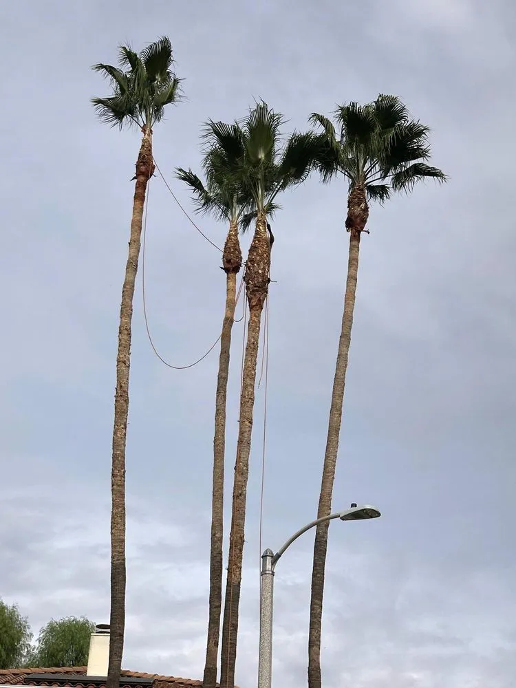 Top-rated landscape installation near you across Newhall, CA - Medina's Landscaping