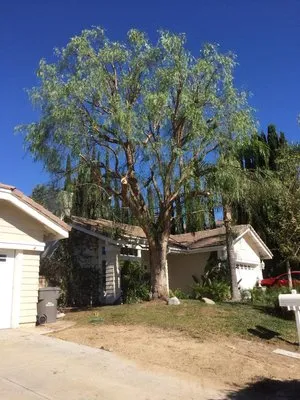 Medina's Landscaping Logo