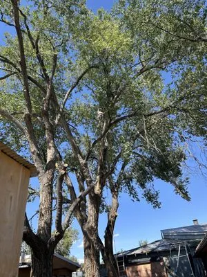 Medina's Landscaping