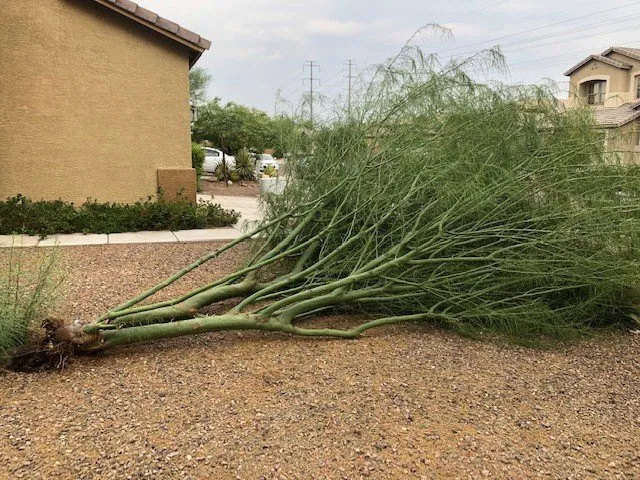 Trusted residential landscaping in Tolleson, AZ - Medinas Landscaping