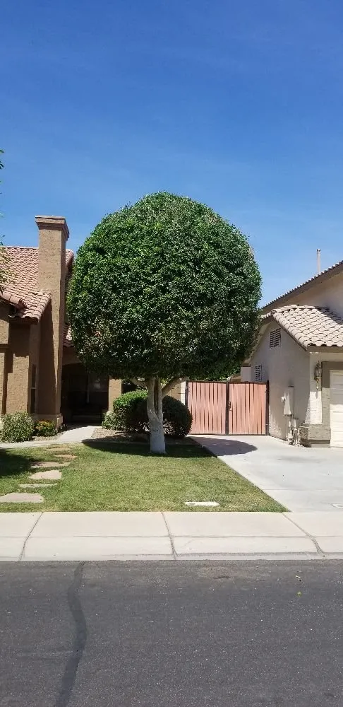 Trusted landscape design in Tolleson, AZ - Medinas Landscaping