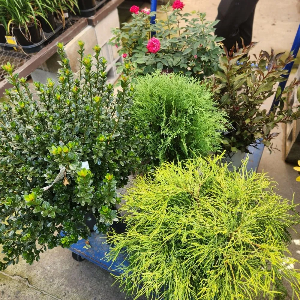 Affordable yard cleanup service for year-round maintenance in Woodbury Heights, NJ by Medina's Landscaping