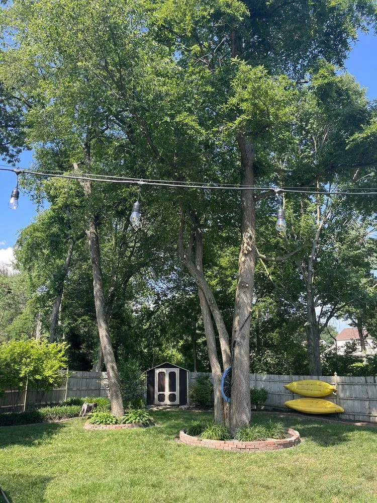 Trusted yard maintenance in Camden, NJ by Medina's Tree Service