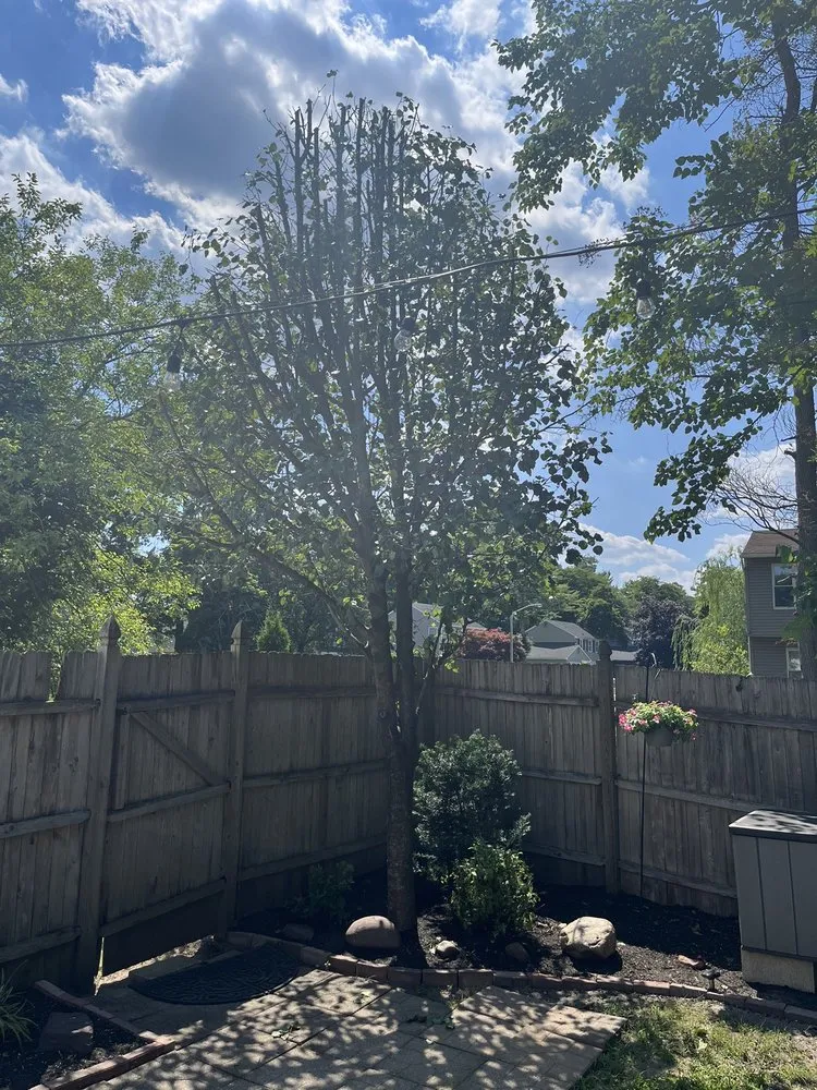 Top-rated lawn care service in Camden, NJ - Medina's Tree Service