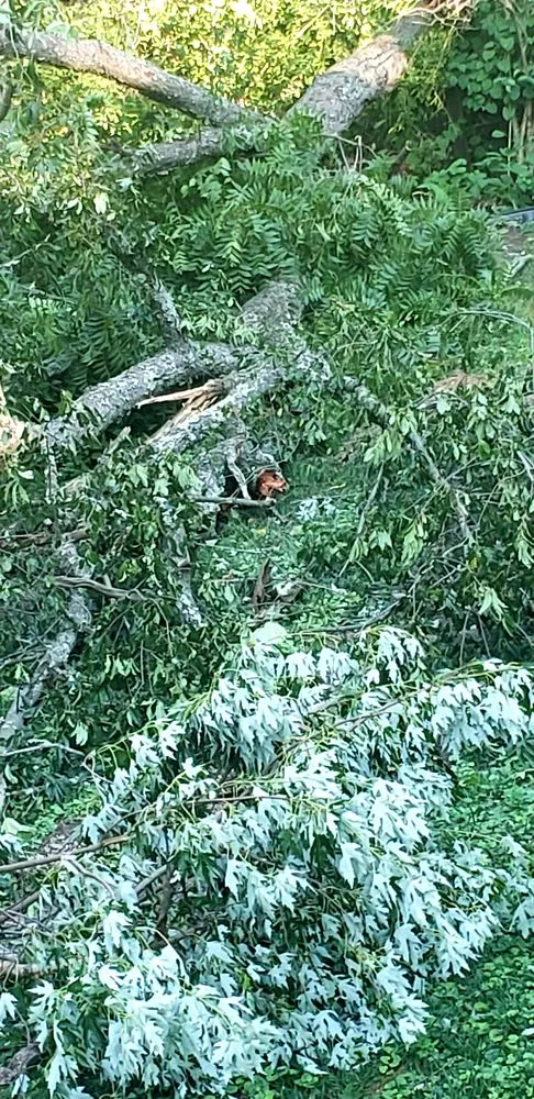 Trusted landscape installation with custom design across Camden, NJ - Medina's Tree Service