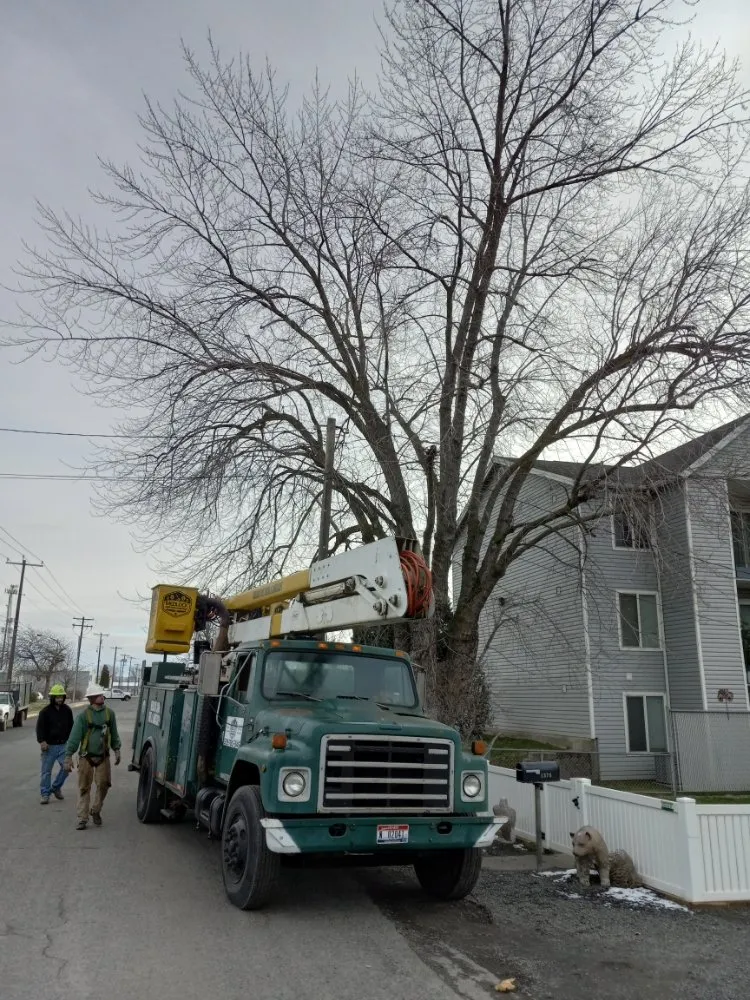 Professional lawn mowing service in Lewiston, ID by Medlock Lawn Tree & Landscape