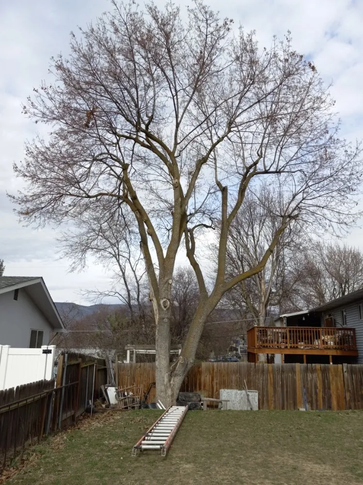 Affordable lawn care service in Lewiston, ID by Medlock Lawn Tree & Landscape