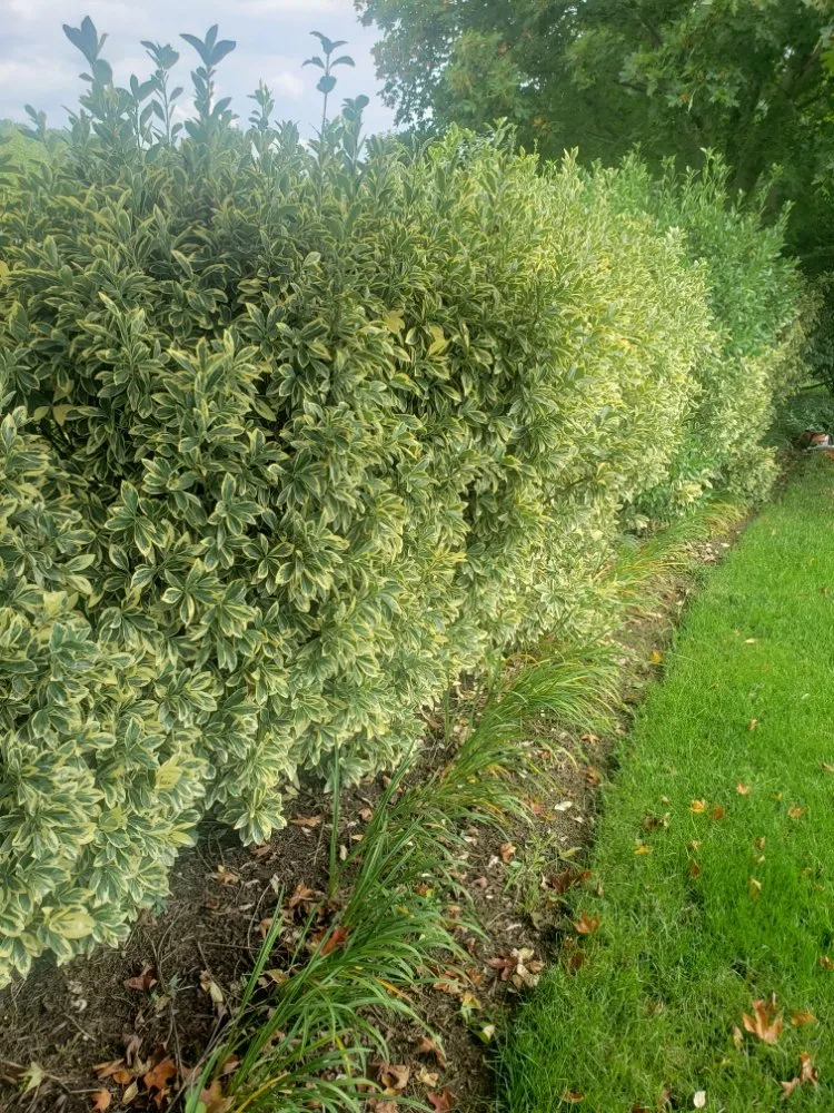 Expert garden landscaping for year-round maintenance across Winchester, VA - Medrano Landscapes & More