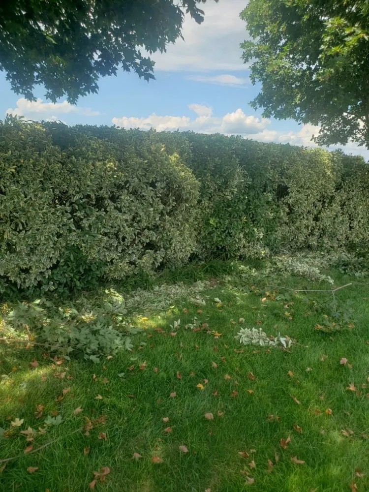 Professional landscaping services experts serving Winchester, VA - Medrano Landscapes & More