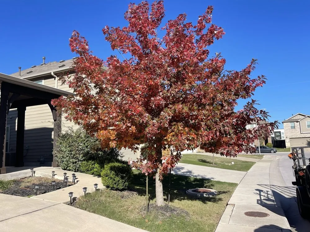 Reliable garden landscaping in Austin, TX - Medrano’s Tree Lawn Service