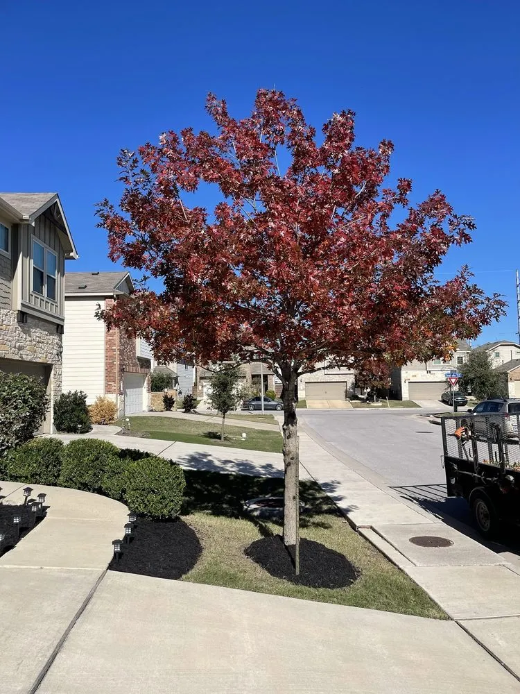 Trusted yard cleanup service in Austin, TX by Medrano’s Tree Lawn Service