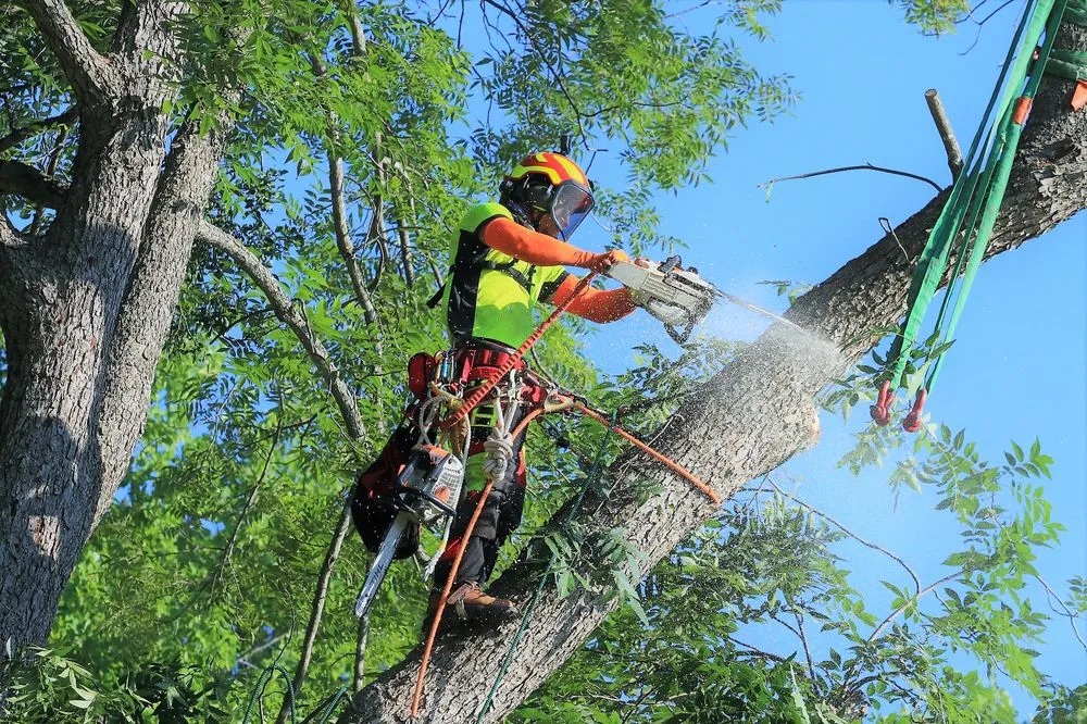 Reliable residential landscaping in Chapel Hill, NC by Medrano's Tree Service
