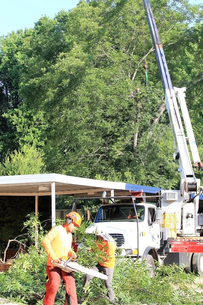 Top-rated landscape design near you across Chapel Hill, NC - Medrano's Tree Service