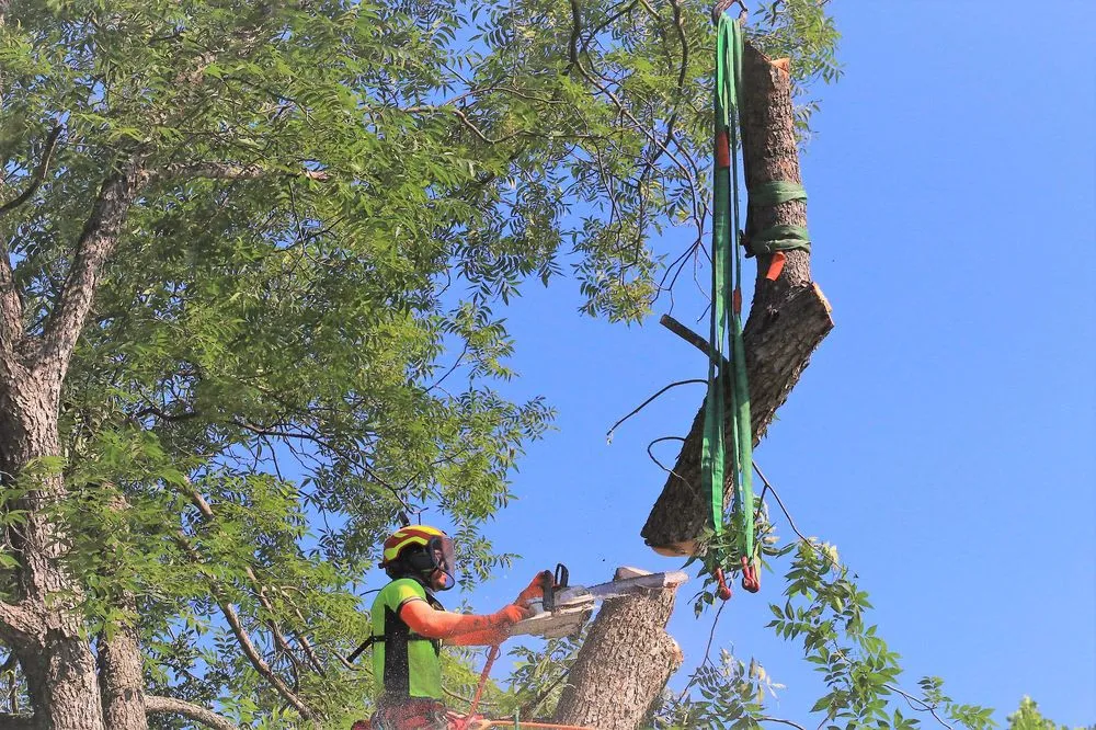 Expert landscape installation experts serving Chapel Hill, NC - Medrano's Tree Service