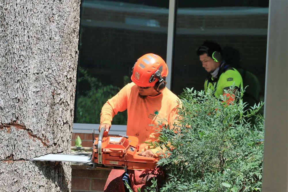 Professional garden landscaping in Chapel Hill, NC - Medrano's Tree Service