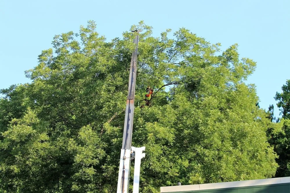 Custom yard cleanup service for residential properties across Chapel Hill, NC - Medrano's Tree Service