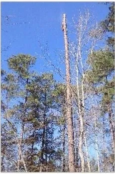 Trusted lawn mowing service in Chapel Hill, NC - Medrano's Tree Service