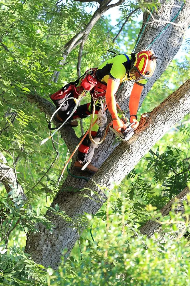 Expert landscape design for beautiful yards in Chapel Hill, NC by Medrano's Tree Service