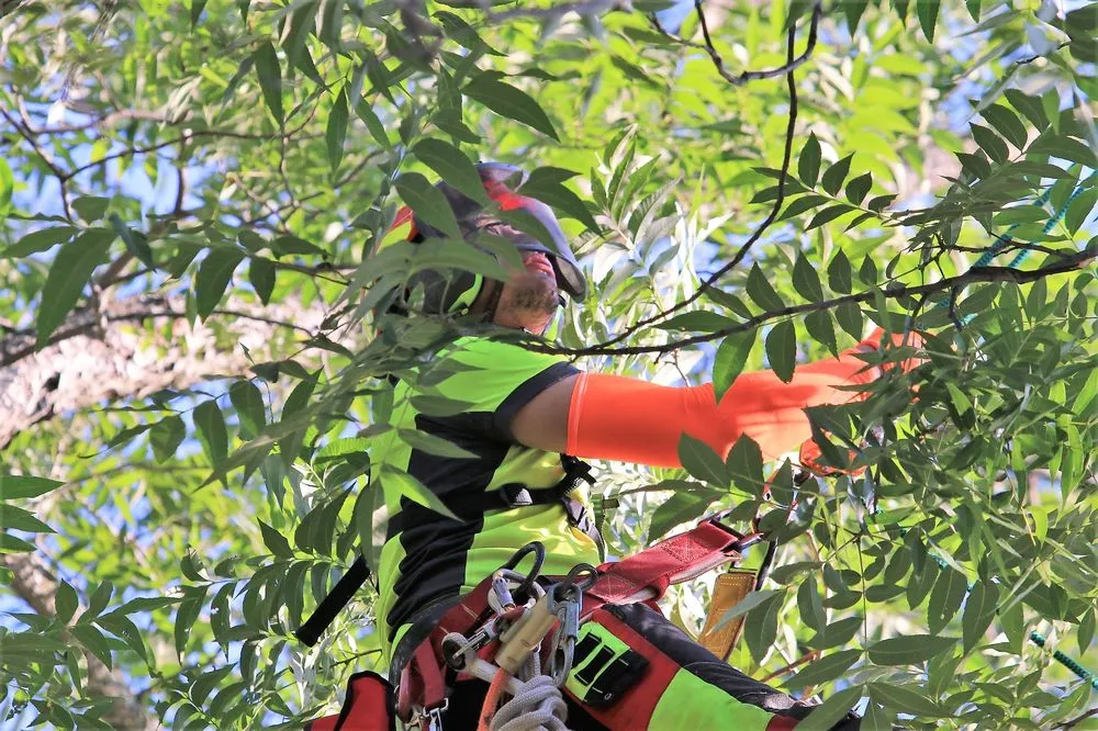 Expert garden landscaping in Chapel Hill, NC by Medrano's Tree Service