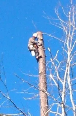 Expert lawn care service near you across Chapel Hill, NC - Medrano's Tree Service