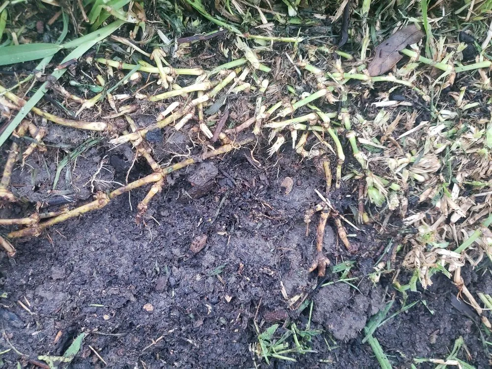 Local residential landscaping experts serving Mesquite, TX - Meek Brothers Landscaping